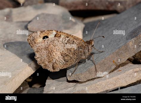 spitfire hermit moth